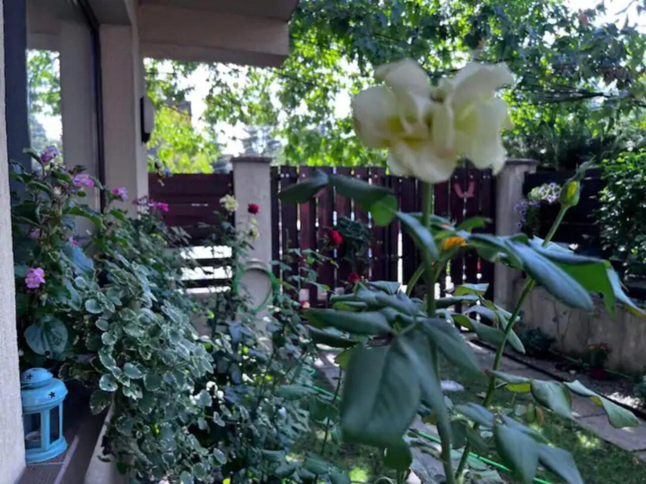 Vila Luminoasa Cu Curte Privata Bukurešť Exteriér fotografie